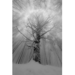 Snow|Flakes