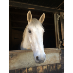 Pine Valley Stables