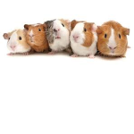 guinea pig corner!