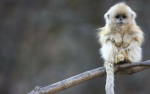 Monkeys are #1
