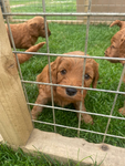 Friend puppy group