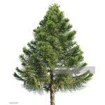 Tree Playz Fan Group!