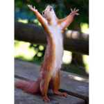 Squirrel chaos