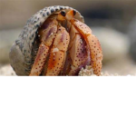 Hermit Crab group