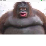 CHUNKEY MONKE STUDIOS