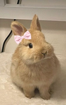 •~Bunny Group•~