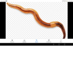 Worm friends