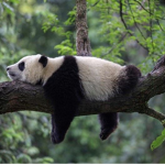 The panda army!!