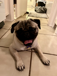 Pug H.Q.