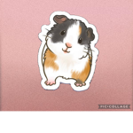 Catherine Guinea Pig Squad