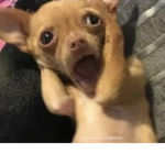 Join if you like puppy's