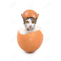 survive eggdog in Area 51