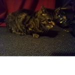 Silly Kitty's