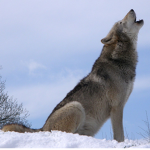 The Bad Wolves