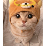 Dacota