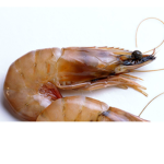 The fellow Shrimp boys