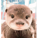 Da Otter Bois!