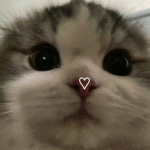 L0vley kittens!