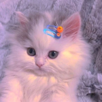*The Cat Clan*