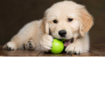 Great Puppy Quality Time