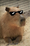 The Slay Capybaras