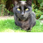 Gino Cat's Club!
