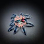 Brazilian Jeweled Tarantula Fan group