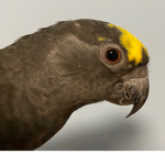 Parrot_God Games