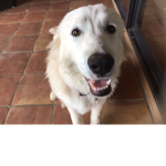 Dogo little miss