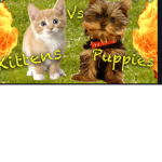 Puppies vs Kittens