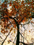 FALLEN LEAVES.