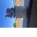 -+sunnys+-