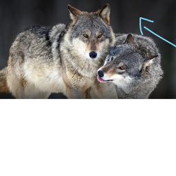 Wolf confrence