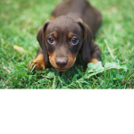 dog obessive people