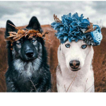 #Dog_Army