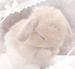 ~.Rabbigirlz.~