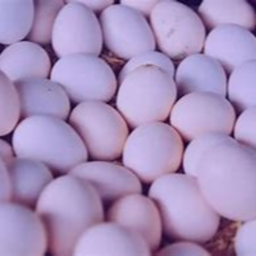 purple eggs