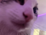 We love warrior catts