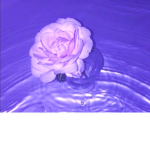 Pxrpleblossoms