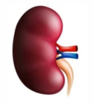 The Left Kidneys