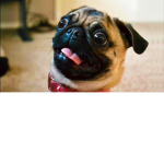 Derp Co.