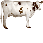 Cows like robux