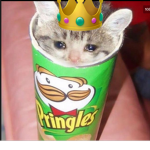 Kitty kitty Squad Group
