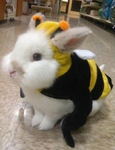 Bee buns