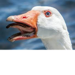 Business geese