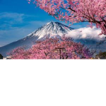 Donations To Japan