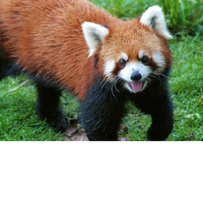Red Panda Roleplay Roblox group icon