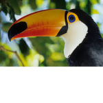 Toucan squad!