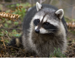 raccoon lads gaming