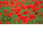 -poppy apparel-